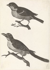 Mus op een tak naar links, daaronder een vogel met gekartelde bek door Anonymous