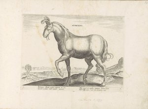 Paard uit Armenië door Anonymous