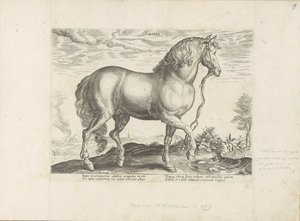 Paard uit Calabrië