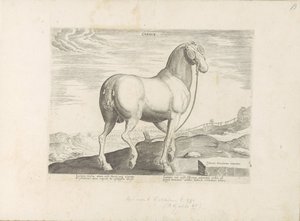 Paard uit Corsica Paardenrassen uit de Koninklijke stallen van Don Juan van Oostenrijk door Anonymous