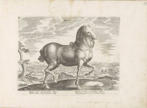 Paard uit Engeland