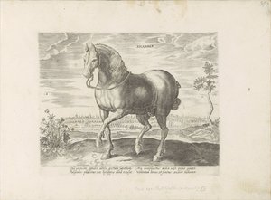 Paard uit Gelre door Anonymous