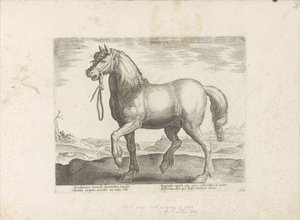 Paard uit Gulik (Juliacus)