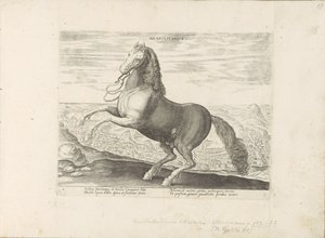 Paard uit Napels door Anonymous