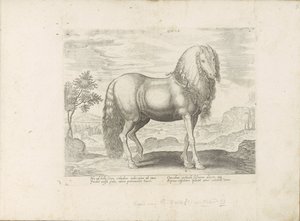 Paard uit Roemenië (Dacus) door Anonymous