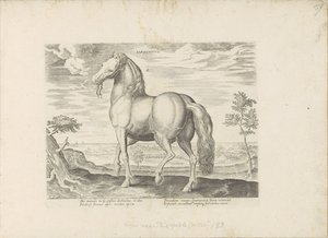 Paard uit Sardinië