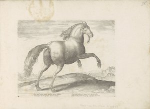 Paard uit Spanje door Anonymous