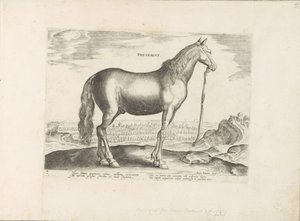 Paard uit Thessalië door Anonymous