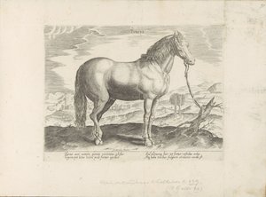Paard uit Turkije door Anonymous