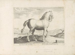 Paard uit Vlaanderen door Anonymous