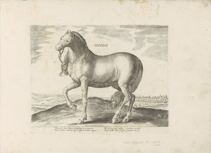 Paard van Sicilië