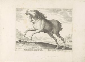Paard van het ras Equus Regius (de Koninklijke) door Anonymous