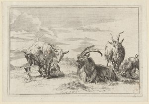 Pissende ooi met drie geiten