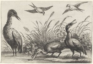 Reigers en zwaluwen