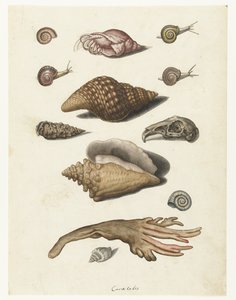 Schelpdieren, zeewier, slakken en konijnenschedel