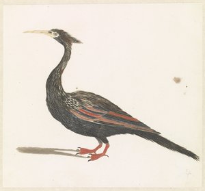 Slangenhalsvogel