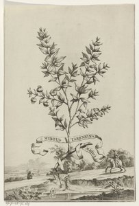 Tak Myrtus Tarentina