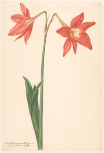 Tak van rode amaryllis door Anonymous