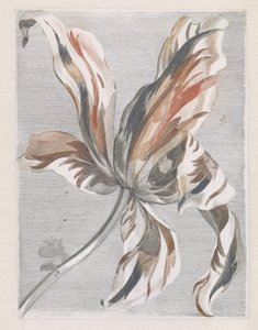 Tulp door Anonymous