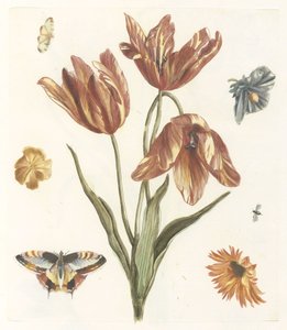 Tulpen, andere bloemen, vlinders en een vlieg door Anonymous