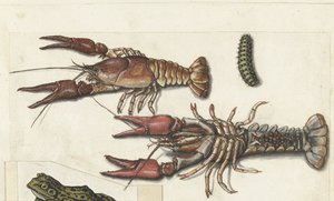 Twee langoustines en een rups (Cangrejos) (Lombard album)