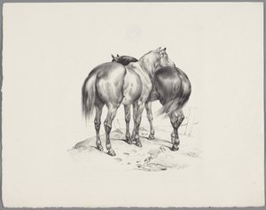 Twee paarden van achteren gezien