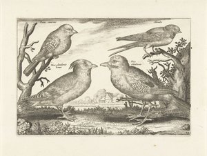 Vier vogels door Anonymous