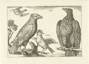 Vier vogels Vogels (serietitel) Avivm Vivae (serietitel) door Anonymous