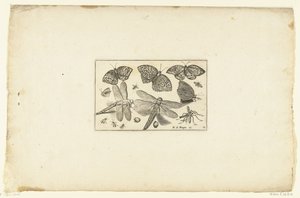 Vlinders en libellen
