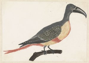 Vogel met lange gebogen snavel op een tak naar rechts