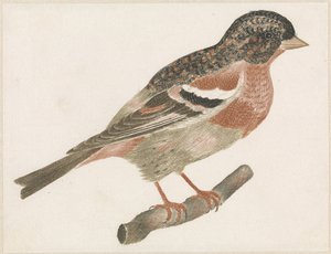 Vogel op een tak naar rechts, mogelijk een goudvink door Anonymous
