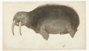 Walrus (Lombard album) door Anonymous