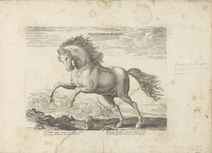 Wild paard door Anonymous
