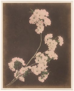 Witte lelies