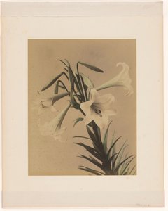 Witte lelies