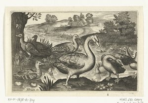 Zwaan en ganzen en eenden (Vogels en insecten) door Anonymous