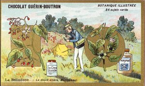 Belladonna: de zoete bittere, medicijn. Gravure (chromo). Reclamechromolithografie voor Guerin-Boutron chocolade, eind 19e eeuw. Botanische serie door Anonymous Anonymous