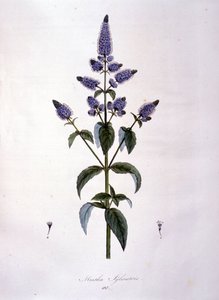 Botanische plaat: wilde munt (mentha sylvestris). Gravure uit de 19e eeuw door Anonymous Anonymous