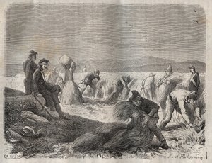 Oogstwerkzaamheden in de strafkolonie van Belle-Île-en-Mer in de 19e eeuw. Gravure in 