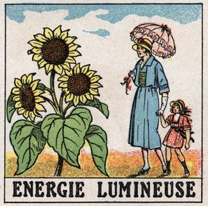 Lichtenergie: zonnebloem wordt beïnvloed door zonlicht. Anonieme illustratie uit 1925. Privécollectie.