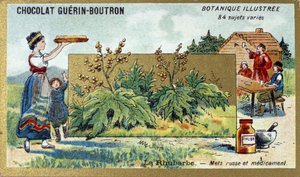 Rabarber: Russisch voedsel en medicijn. Gravure (chromo). Reclamechromolithografie voor Guerin-Boutron chocolade, eind 19e eeuw. Illustree Botanische Serie door Anonymous Anonymous