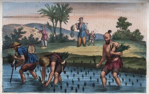 Rijstplantage, China (de rijst) - gravure uit 