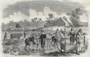 Rijstteelt in Manilla op de Filipijnen in 1864. Anonieme gravure. Privécollectie. door Anonymous Anonymous
