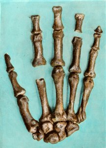 Rechterhand van een vrouwelijk skelet van de prehistorische vindplaats van Ferrassie in Dordogne uit het Midden-Paleolithicum. Gravure. Privécollectie