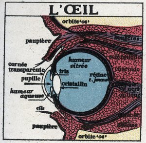 Het oog: dwarsdoorsnede van een menselijk oog. Anonieme illustratie uit 1925. Privécollectie.