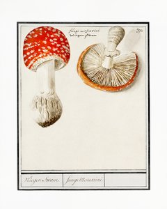 Vliegenzwam, Amanita muscaria