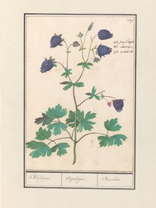 Akelei (Aquilegia) Akeleijen. / Aquilegia. / Aucolied door Anselmus Boëtius de Boodt