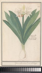 Amaryllis door Anselmus Boëtius de Boodt