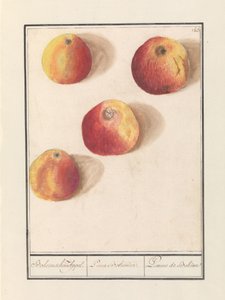 Boheemschen Appel door Anselmus Boëtius de Boodt