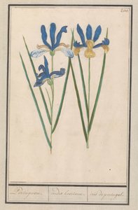 Blauwe lis (Iris sibirica) door Anselmus Boëtius de Boodt